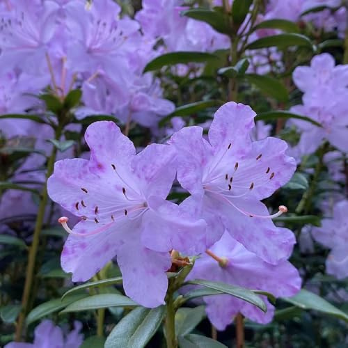 semi di rododendro - azalea - giardino rocciose resistenti, balcone di azalee di campo, arbusti dalla resistente arbusti 30pcs