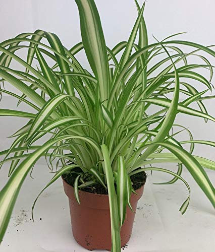 Planta de araña de clorofitum, maceta de 12/13 cm