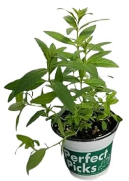 Hierba Luisa Natural Planta Ornamental y de Riego Moderado