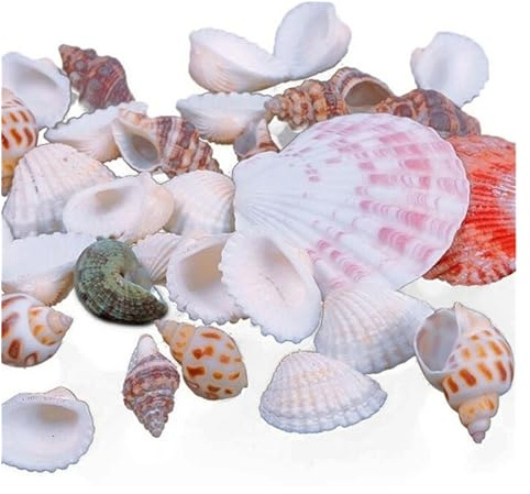 Coquilles de mer Coquilles de mer mixtes, Coquillages for l'artisanat 100g Mini Conque Mélange de petits coquillages de mer Ornements nautiques for la décoration de poissons