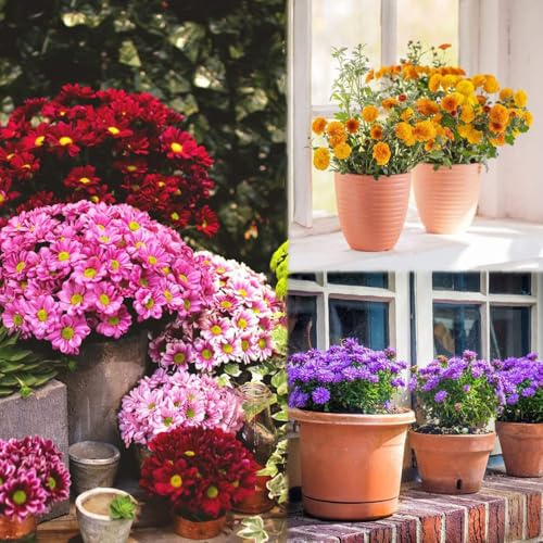 Semillas crisantemo de semillas bonsái de jardín decoraciones perennes resistentes 150pcs