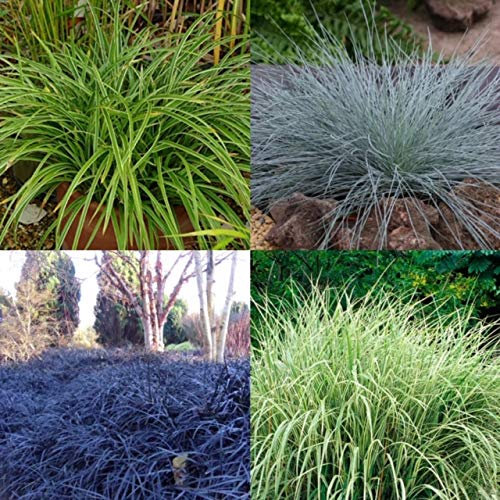3 x Ornamental Grasses - Various Varities Like Carex - Festuca - Imperata - 9cm Pots Ready to Plant
