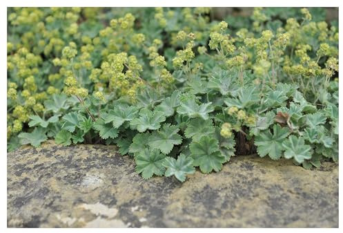 Stauden Gänge 3 x Alchemilla erythropoda Kleiner Frauenmantel winterhart | Winterharter Bodendecker für Sonne bis Halbschatten, Blüte Juni bis August, mehrjährig, 9x9 cm Topf