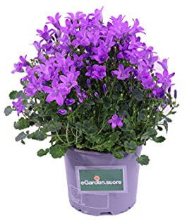 Pianta di Campanula Portenschlagiana Pianta di Campanula da Muro pianta da esterno pianta da balcone pianta da fiore Fiori di Campanula ornamentali pianta vera venduta da eGarden.store (Viola)