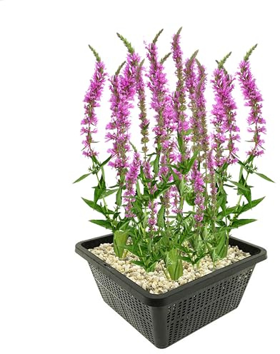 Vdvelde․com - Blutweiderich Lythrum salicaria, 4 Teichpflanzen lila | Heimische Uferstaude für Bienen und Schmetterlinge, winterhart, Blüte Juni bis August, Setztiefe 10 cm
