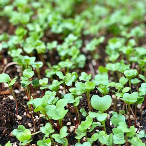 brotes de semillas de rábano semillas resistentes para jardín, brotes rábano, y decorativas 800pcs