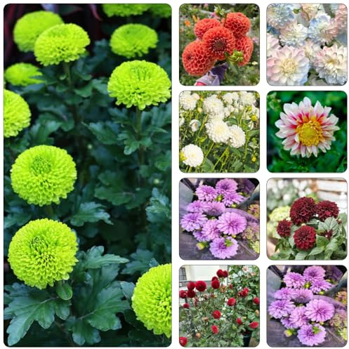 dahlien - gartenpflanzen winterhart mehrjährig dahlia hochbeete für garten balkon hochbeet gartenpflanze balkon garten exotische zimmerpflanzen wildkräuter blumendeko kräutergarten 12zwiebeln