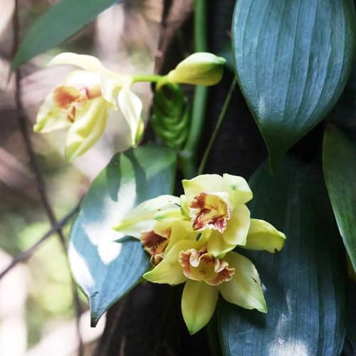 orchidea vaniglia - Vanilla planifolia da ufficio tagliati di primavera semi selvaggio perenne resistente giardino interno 250pcs
