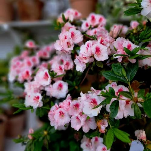 semillas rododendro semillas balcón azalea resistentes, rododendro 350pcs