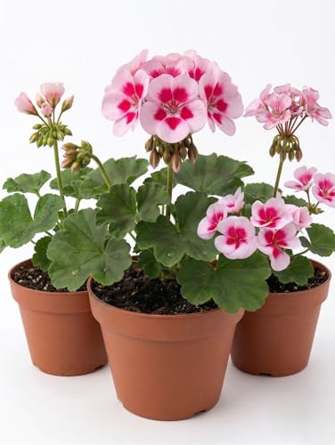 Geranio Zonale Bianco e Fucsia in Vaso | Set 3 Piante Fiorite da Esterno | Ideali per Balcone, Terrazzo e Giardino | Fioritura Primaverile Estiva Resistente e Decorativa