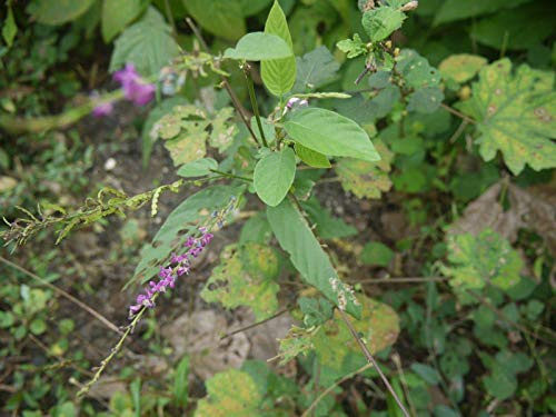 seedsown Erbsensamen, Mississippi Silber, Erbschaft, Organisch, Nicht ohne Gentechnik, mehr als 500 Samen, Große Erbsen