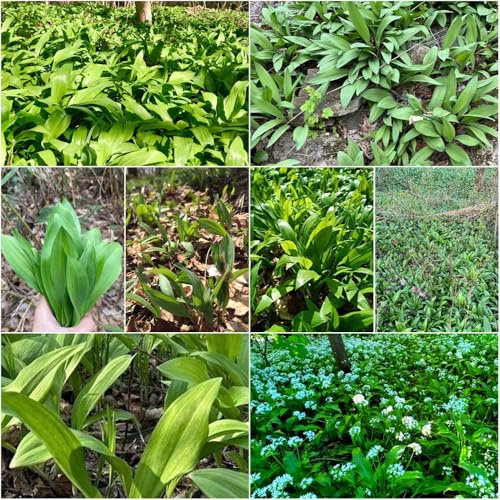 Comprar semillas de ajo silvestre exóticas semillas jardín, orgánicas 350pcs