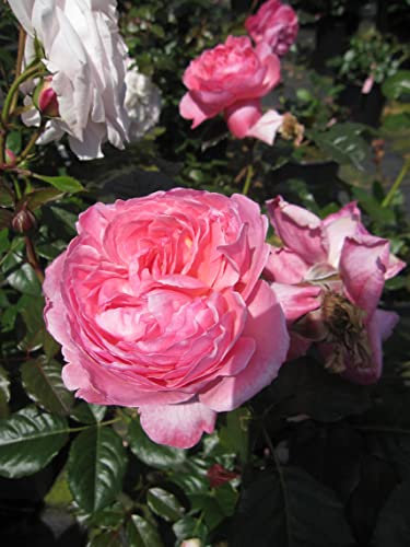 Rosa Herkules ® - Strauchrose Herkules ® - Kordes Rose