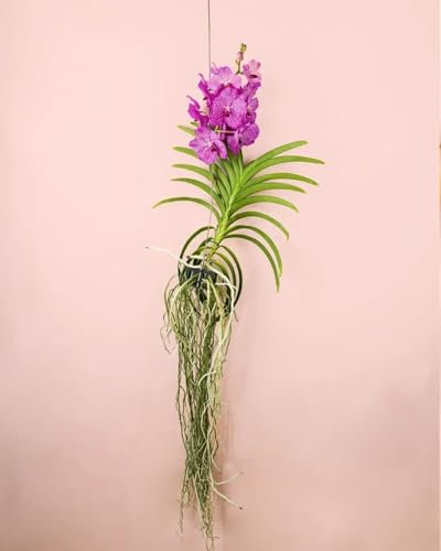 PUR PLANT Orquídea Vanda natural | Flor exótica de interior con raíces aéreas y porte elegante | Planta natural decorativa | Maceta de Ø21 cm