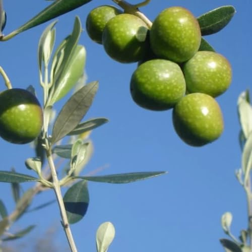 PIANTA DI ULIVO FAVOLOSA in vaso 20/fitocella - età 2/3 ann