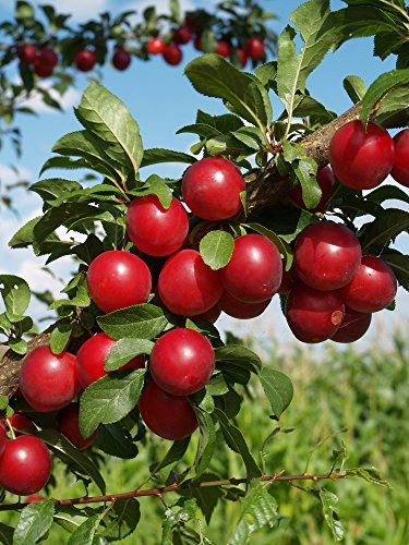 Semi di prugna coltivati in casa Albero di prugna rossa americana Confezione da 100 semi