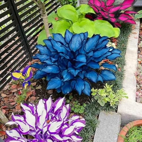 Hosta Rhizome/Trockenheitsresistent und kälteresistent/pflegeleicht/-15 Rhizome-D