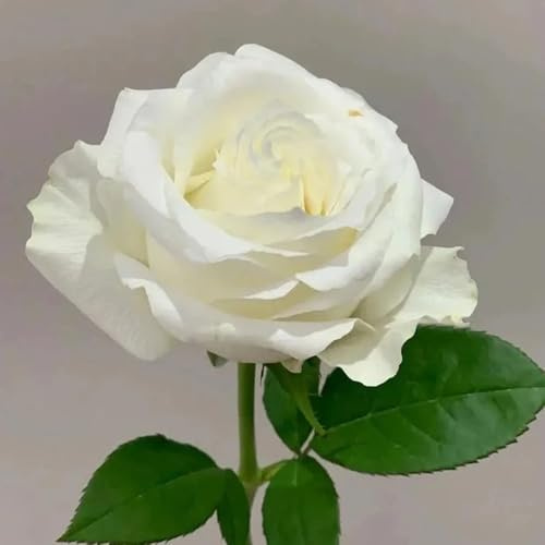 Semillas de rosas, de jardín rocas resistentes variedades antiguas raras semillas aptas para las abejas invernaderos balcón silvestres 60pcs