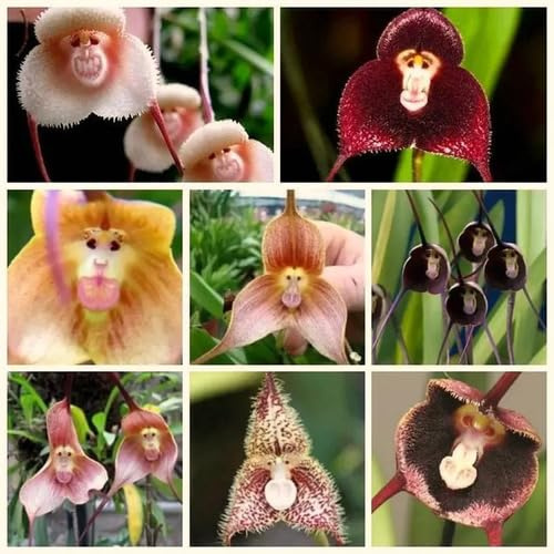100 semi misti di orchidea a forma di scimmia