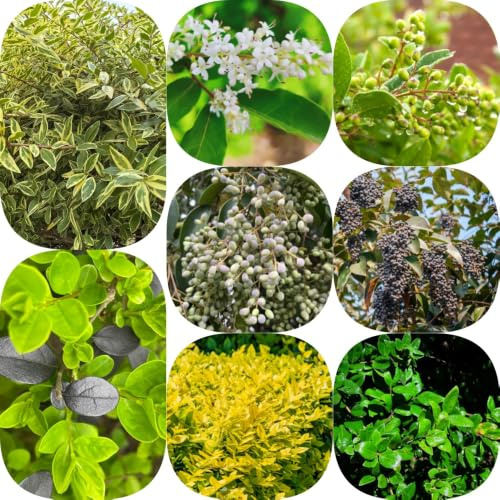Semillas de aligustre - jardín de productos sostenibles del jardín balcón exótico seto hoja resistentes extraño 600pcs