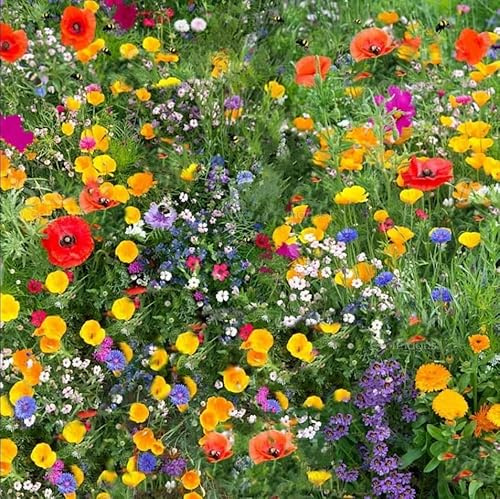 Semi di Prato Fiorito, Fiori Selvatici Attrattivi per Insetti, Confezione da 10 g