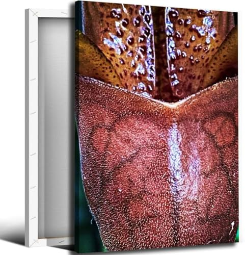 Tropical Pitcher Plant Bathroom Canvas Wall Art Decor Framed Photo Prints Picture for Bedroom Living Room Office Kitchen Posters Painting Artwork