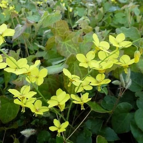 6x Elfenblume - Epimedium perralderianum - Topf 9x9cm - Robuste Schattenpflanze