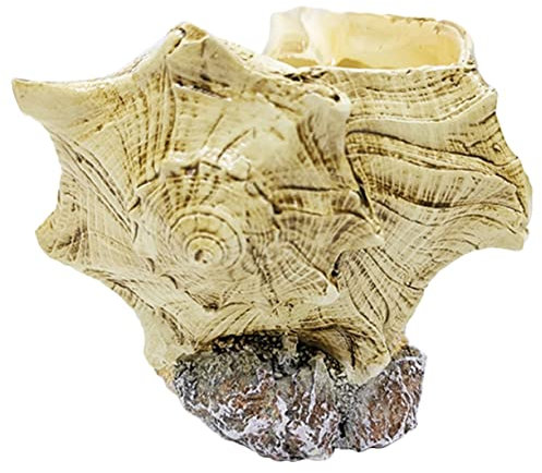 FUNOMOCYA Conch Sukkulenten Pflanzgefäß Garten Blumentopf Für Zuhause Ornament Minimalistisches Design Leicht Und Kompakt Für Pflanzen Zucht