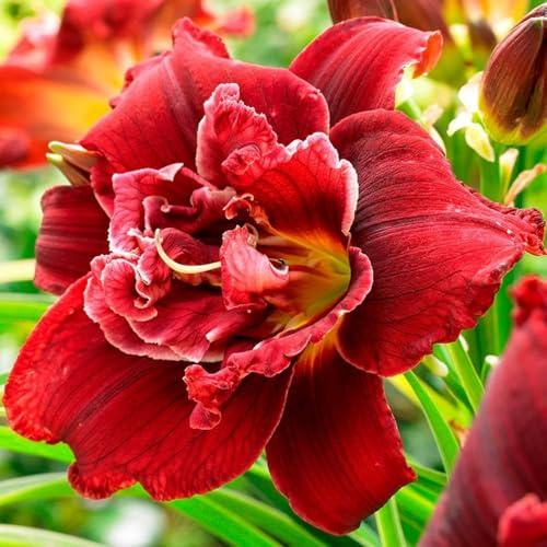 Taglilien Rhizome/Perfekt als Gartendekoration/Winterhart////(NVNJHJN)-3 rhizome-C