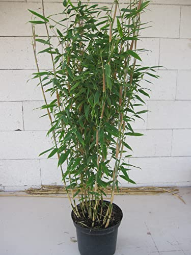 Fargesia murielae Thea - Heckenbambus Thea 80-100