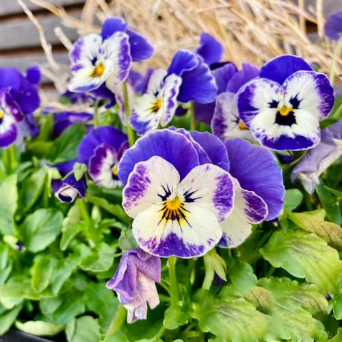 semi di viola del pensiero - viole del pensiero primaverili, resistenti in vaso semi di per balcone per l' resistenti esterno in 1500semi