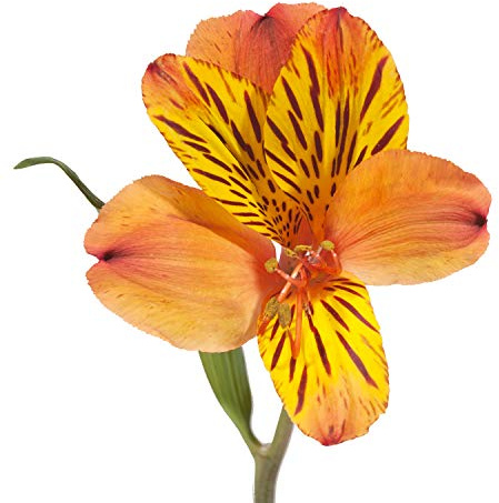 Bloomingmore | Orange Alstroemeria Peruvian Lilies | 50 Stems | Floral Arrangements | Home, Office, Wedding Decor, DIY, Party Event, Housewarming, Teacher and Engagement