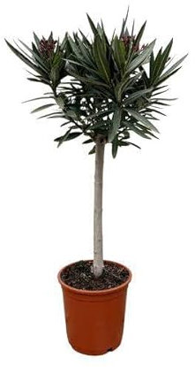 Rosenlorbeer – Nerium Oleander auf Stiel 90cm – Ø22cm – Immergrüne Kübelpflanze mit rosa Blüten – Mediterrane Zierpflanze für Garten, Terrasse & Balkon – Duftend & pflegeleicht
