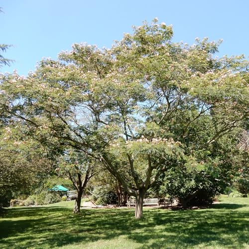 Vivai le Georgiche - Pianta vera di Albizia julibrissin - altezza alla vendita 30-40 cm
