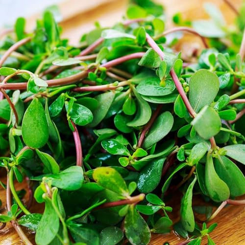 semillas de verdolaga - resistentes orgánicas jardín ariedades antiguas 1200pcs