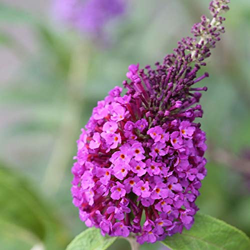 Schmetterlingsflieder Reve de Papillon Blue 100-125cm - Buddleja - lebende Gartenpflanze aus den Baumschulen