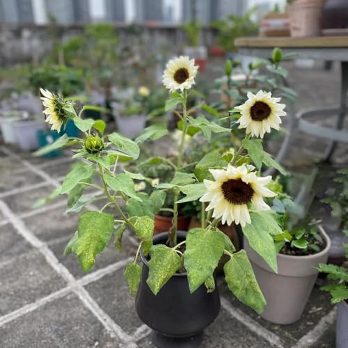girasoli da giardino che amano l'ombra, resistenti interni tagliati balcone con letti alti perenni resistenti per sole pieno semi 550pcs
