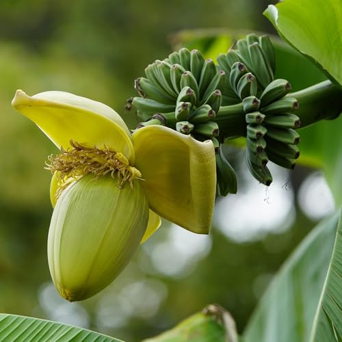 Bananenpflanze Musa Basjoo – 2 Pflanzen – Winterhart – Obstpflanze – Ø17cm – Höhe ca. 40cm – Exotische Gartenbanane für Beet, Balkon & Terrasse