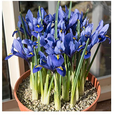 Oliwier's Bulbs 10x Iris Reticulata Harmony Bulbs Dwarf Miniature Blue Flowers Ideal for Rockeries Pots Borders Hardy Early Spring Garden Perennial