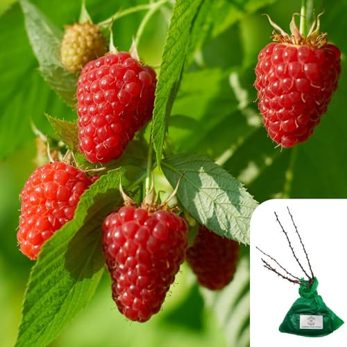 1 x Raspberry Mailing Jewel – RHS Award-Winning Plant for Pollinators, Reliable Cropper, Yields Up to 1kg, Sweet & Tasty Fruit, Ideal for Gardens & Allotments -Top Grade Fruit to Grow