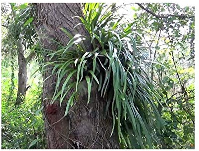 Stk - 10x Campyloneurum amphostenon Farn Garten Pflanzen - Samen B1955 - Seeds & Plants Shop by Ipsa