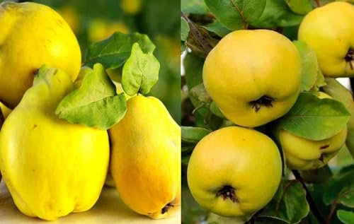 Duo Süßquitte, Ayva Shirin, Duo Quitte, 2 Sorten Quittenbaum. Einen veredelten Obstbaum mit zwei Sorten Shirin + Krymsk