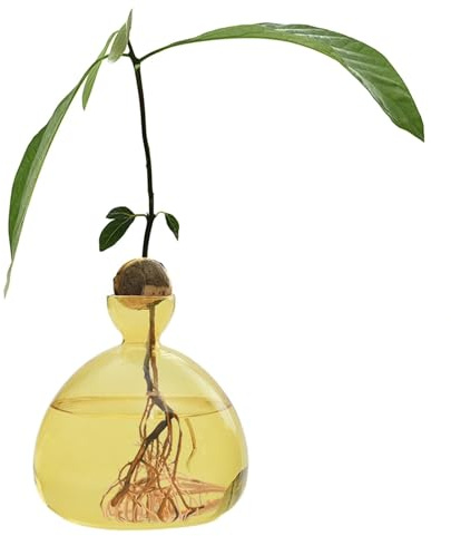 Hogvinnatil Vase d'Avocat en Verre Transparent - Planteur pour Débutants - Pot de Culture et Vase à Fleurs