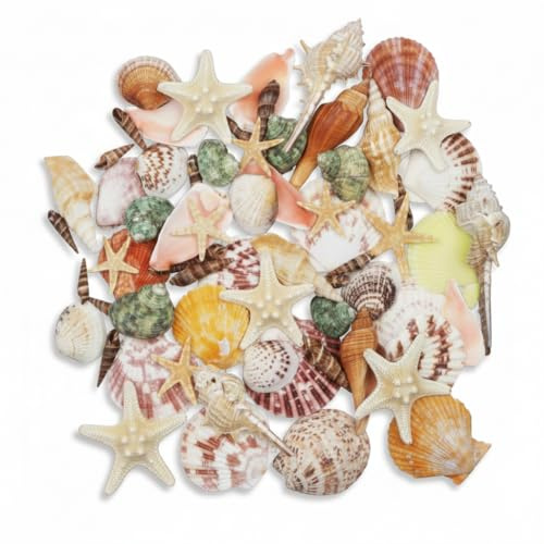 70+ Pcs Natural Seashells, Mixed Starfish Sea Shells for Crafts, Various Sizes Ocean Shells Conch for Decorating, Beach Theme Party, DIY Crafts, Fish Tank Filling, Home Decor, Wedding Decoration