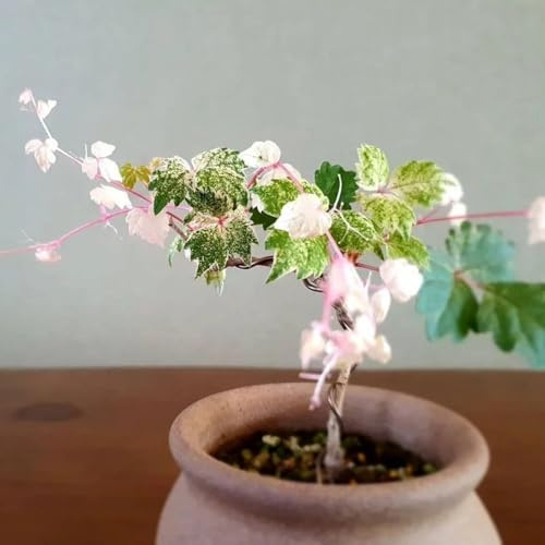 semi di vite selvatica, biologici selvatici, interno, giardino resistenti per balcone, 100pcs
