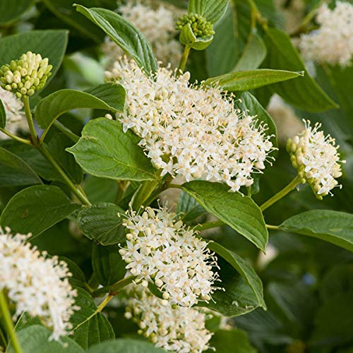 Cornus Sericea 'Flaviramea'- Cornouiller jaune 60-80 cm en conteneur