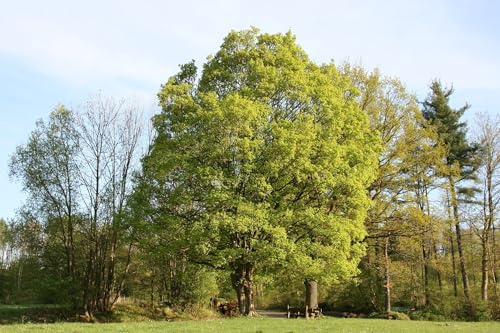 Feldahorn Samen, 50 Stück, 15 Meter Wuchshöhe, Teilsonne, Winterpflanzung