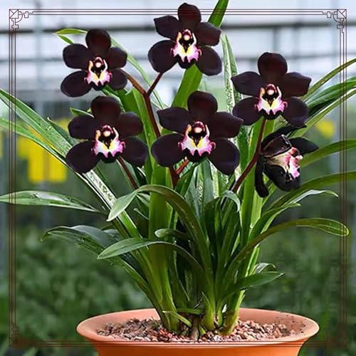 Cymbidium Orchidea, facile da pulire, ideale per interni, rizomi cymbidium, momenti di felicità, durabilità invernale selvaggia, orchida, colibrì, 3zwiebeln-C