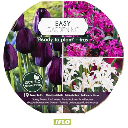 IFLO® Blumenzwiebeln Mix Bio Pflanzschale – Frühjahrsblumen Zwiebeln Frühblüher Tulpen Narzissen Krokusse – Ready to Plant – Winterharte Garten Pflanzen & Balkon Geschenkidee (Dunkel Lila)