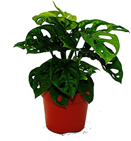 Exotenherz Fensterblatt - Monstera Monkey Mask - 12cm Topf